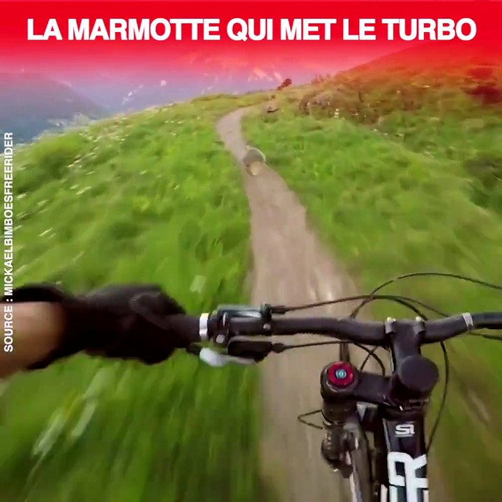 Une course entre un biker et une marmotte... Rapide la marmotte