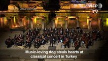 Turkish dog's virtuoso solo steals hearts at classical concert
