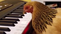 Funny Chickens 201fsdfsdfwerwer234237  [Funny Pets]