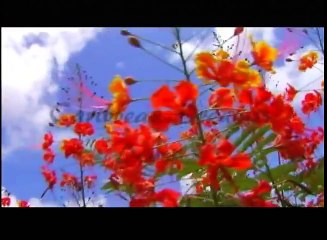 Aerial Trek Barbados - 1st Cut Caribbean Dream Traveler