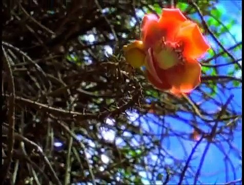 St Vincent & the Grenadines Travel Video - Caribbean Dream Traveler