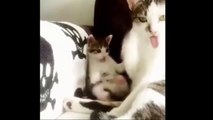 Kittens Talking and Playing with thdsaeir Moms Compilation _ Cat mom hugs