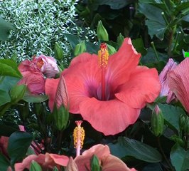 NOUVEAUTÉS CENTRE ESPACE MONTAUROUX ( Var 83 )