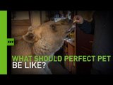 All you need is bear: 300kg pet who found human family in Russia