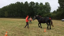 Concours de Percherons