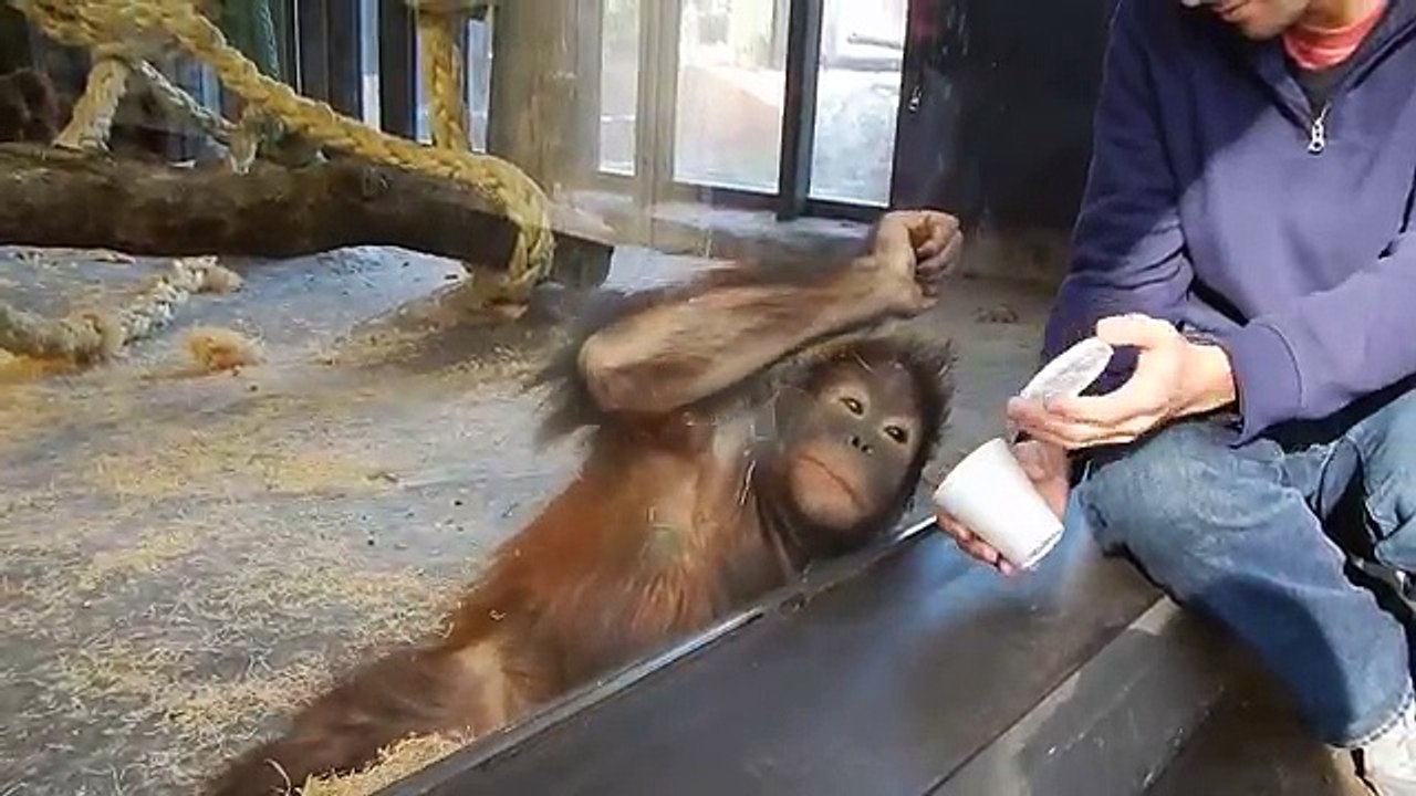 wow very funny monkey and inteliegent monkey