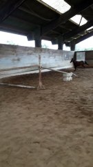 Toscan Sf Hongre 2017 , 163 Au Garrot. Origine : Pere Cacao Courcelle, Mere Caty De L'ardoise Par Fury De La Cense (1)