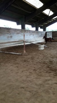 Toscan Sf Hongre 2017 , 163 Au Garrot. Origine : Pere Cacao Courcelle, Mere Caty De L'ardoise Par Fury De La Cense (1)