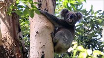 All About Koalas for Kids - Koalas fo234234werewr