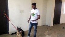 How To Train Y34234567567OP BARKING in Hindi _ dog training in india