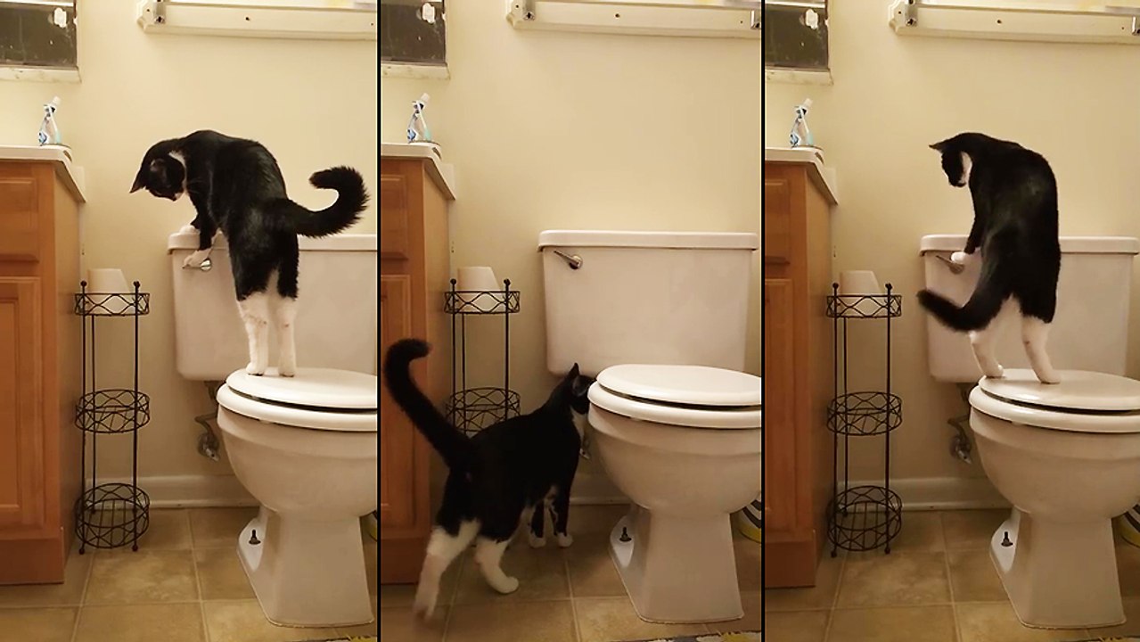Un chat joue avec les toilettes