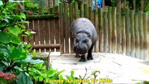 ZOO - guru Cabras Hipopótamo _  Rhino Goat Hippo Kang