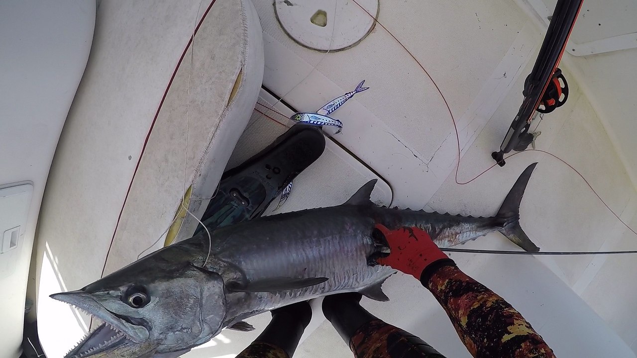 Bleeding King Mackerel - Spearfishing Kuwait