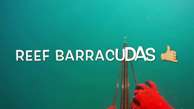 Reef Barracudas - Spearfishing Kuwait