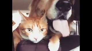 Funny CATS - A Funny Cat Videos Compilation 2016
