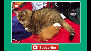FUNNY cat vines - Ultimate funny vines with cats compilation 2014 - FUNNY Videos