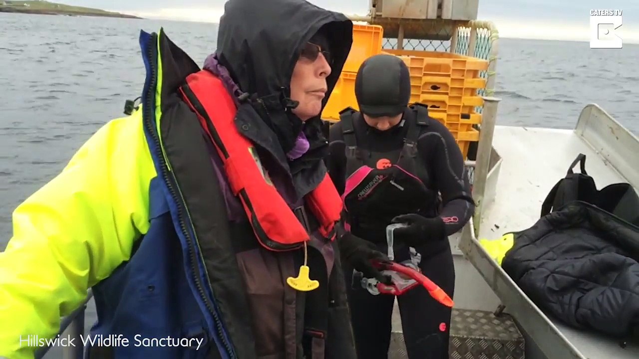 Choking Seal Rescued From Lobster Line