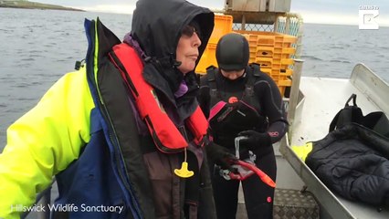 Choking Seal Rescued From Lobster Line