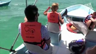 Dolphin Accidentally Jumps Into Boat