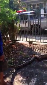 Python Regurgitates A WHOLE Cat!