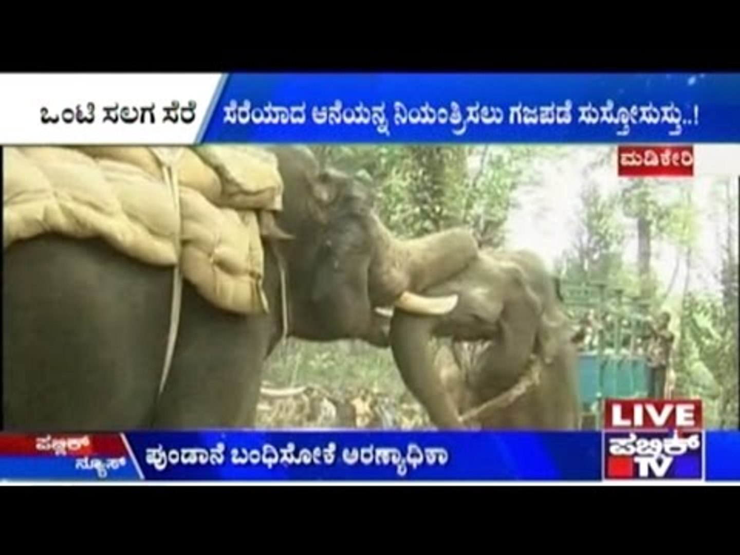 ⁣Elephant Riot: Domestic Elephants Help Control Killer Lone Elephant