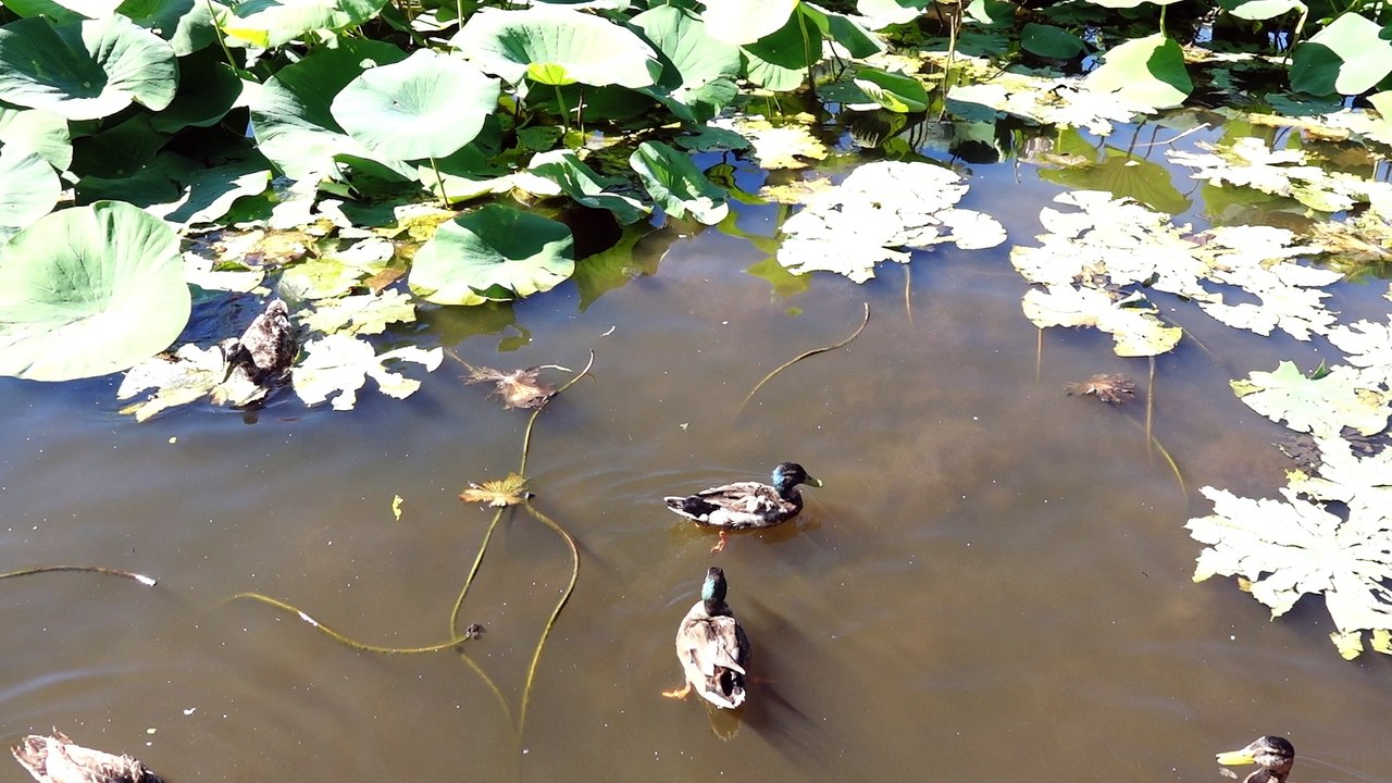 Les canards à l'étang de mougins