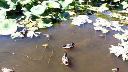 Les canards à l'étang de mougins