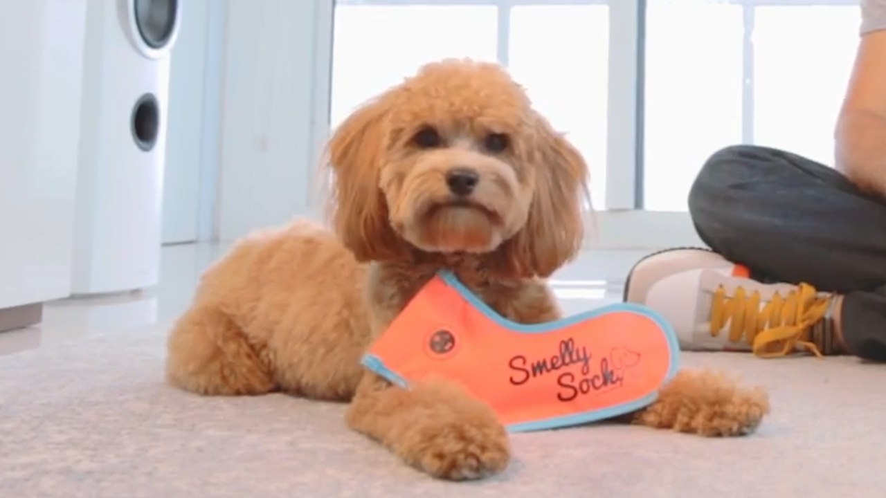 Dogs will love this chew toy that smells just like you