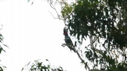 Le cacatoès noir en pleine action musicale