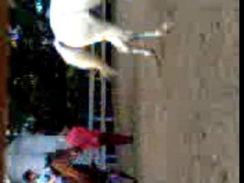 Petit cours d'équitation