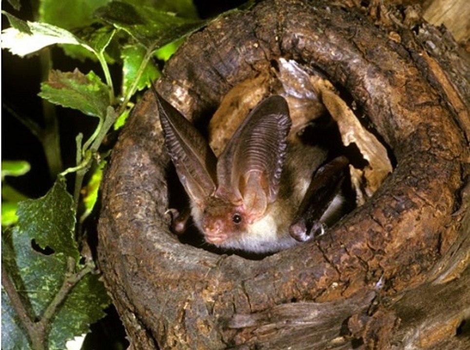 BBC Radio 4_Inside Science 29Jun17 - bats