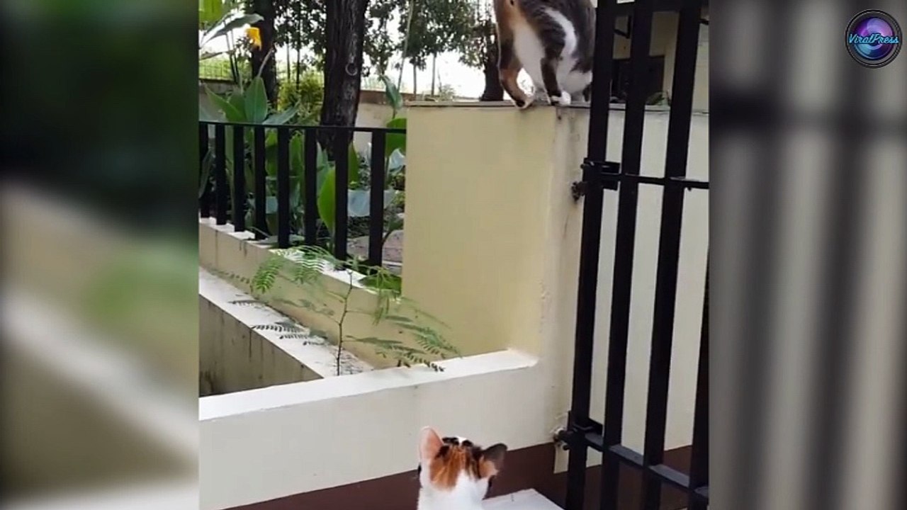 Cat Without Front Paws Gets Around By HOPPING