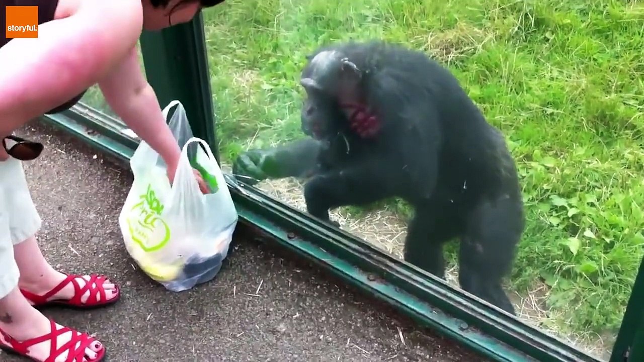 Intelligent Animal like us