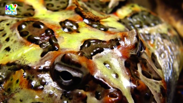 Nhạc Thiếu Nhi - Bài Hát Chú Ếch Con - Chú Ếch Con Remix