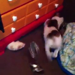 Funny compilation Funny compilation .