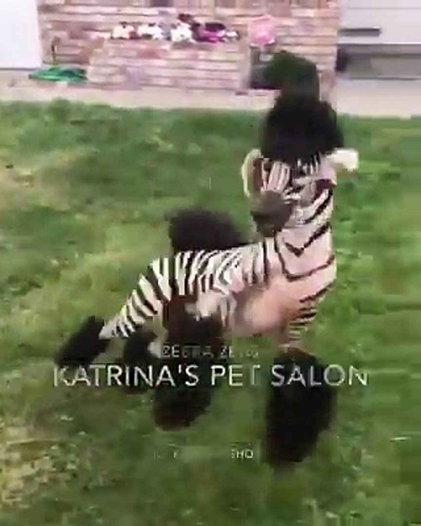 ⁣The rare Zebra Poodle
