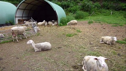 Suara Kambing | Pengenalan Untuk Anak