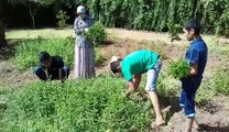 La récolte des plantes aromatiques