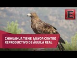 Detectan 12 territorios activos de Águila Real, en Chihuahua