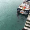 Dolphin Comes Looking for a Belly Rub Off Aran Islands