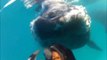 Curious Whale 'Boops' Tasmanian Diver