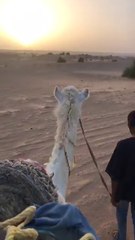 Adlene Guedioura en balade en plein désert !