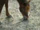 Vidéo cheval et poneys