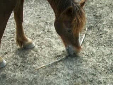 Vidéo cheval et poneys
