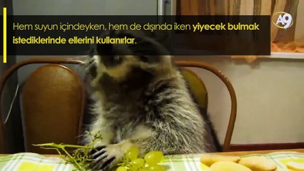 Allah'ın yaratma sanatı: Rakunlar