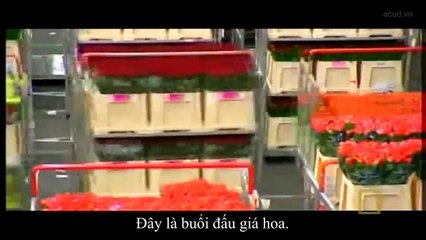 Công trình kiến trúc thế giới | Đê biển ở Hà Lan