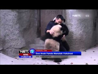 2 Anak Panda Menolak di Vaksinasi - NET17
