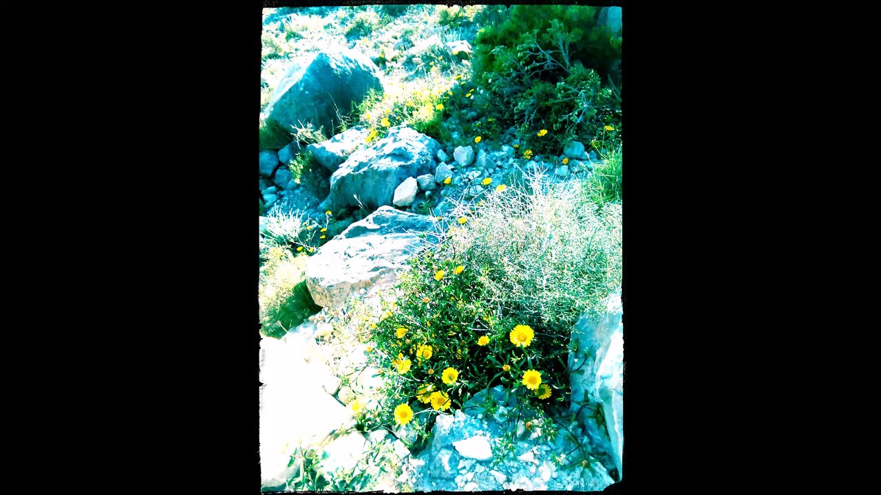 benali benorm alicante spain