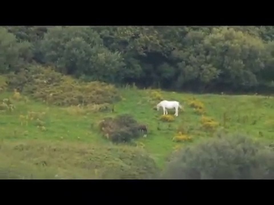 Unicorn sighting caught on