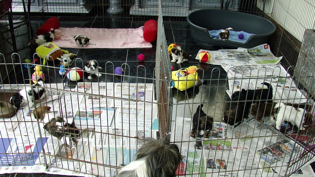 BB FALBALA &JULIETTA 2017